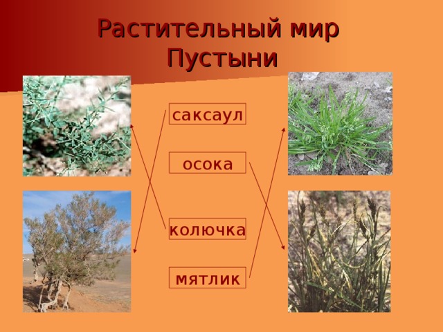 Растительный мир  Пустыни саксаул осока колючка мятлик 