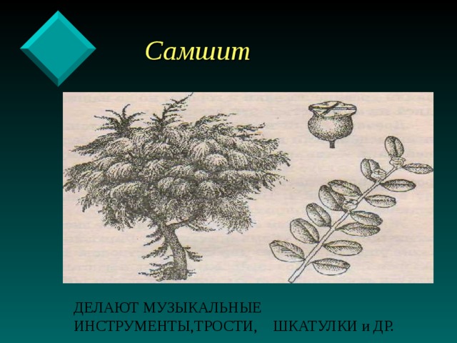  Самшит ДЕЛАЮТ МУЗЫКАЛЬНЫЕ ИНСТРУМЕНТЫ,ТРОСТИ,  ШКАТУЛКИ и ДР. 