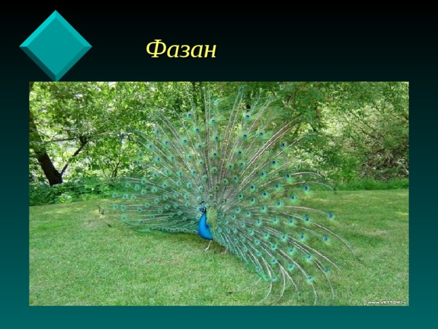  Фазан 