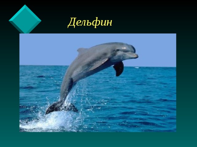  Дельфин 