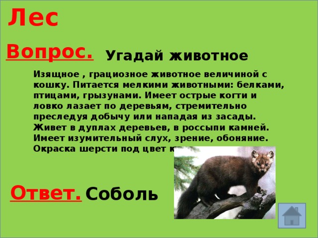 Лес Вопрос. Угадай животное Изящное , грациозное животное величиной с кошку. Питается мелкими животными: белками, птицами, грызунами. Имеет острые когти и ловко лазает по деревьям, стремительно преследуя добычу или нападая из засады. Живет в дуплах деревьев, в россыпи камней. Имеет изумительный слух, зрение, обоняние. Окраска шерсти под цвет коры. Ответ. Соболь 