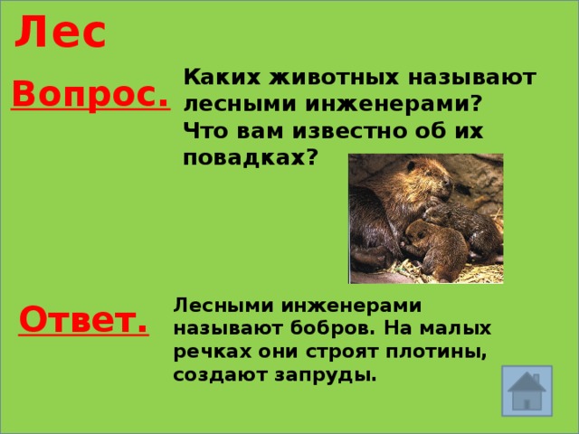Лес Каких животных называют лесными инженерами? Что вам известно об их повадках? Вопрос. Лесными инженерами называют бобров. На малых речках они строят плотины, создают запруды. Ответ. 