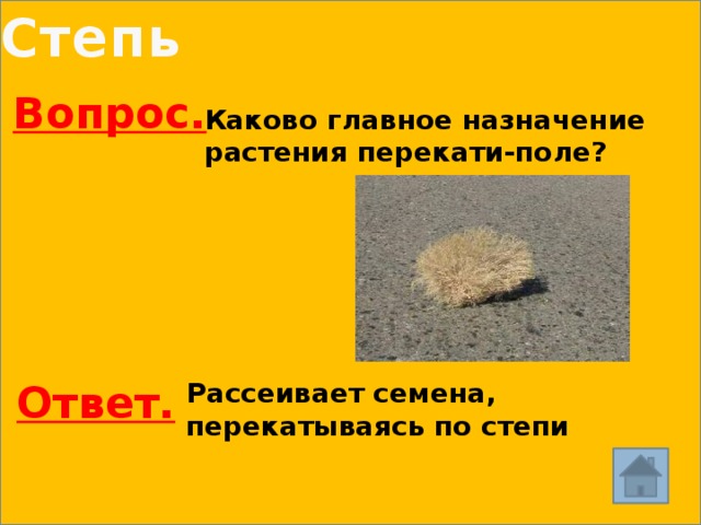 Степь Вопрос. Каково главное назначение растения перекати-поле?  Рассеивает семена, Ответ.  перекатываясь по степи 