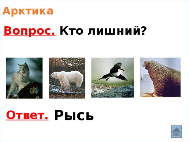 рысь Арктика Кто лишний? Вопрос. Рысь Ответ. 