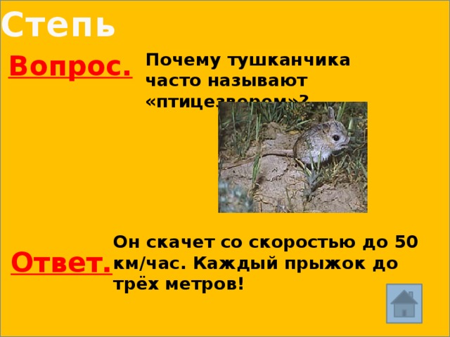 Степь Почему тушканчика часто называют «птицезверем»? Вопрос. Он скачет со скоростью до 50 км/час. Каждый прыжок до трёх метров! Ответ. 