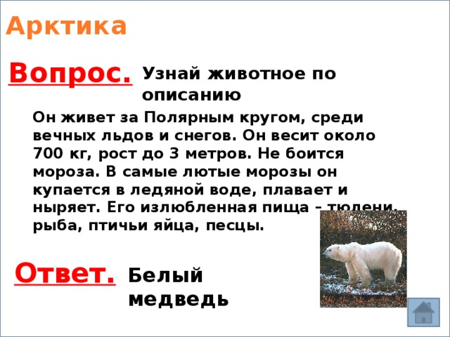 Арктика Вопрос. Узнай животное по описанию Он живет за Полярным кругом, среди вечных льдов и снегов. Он весит около 700 кг, рост до 3 метров. Не боится мороза. В самые лютые морозы он купается в ледяной воде, плавает и ныряет. Его излюбленная пища – тюлени, рыба, птичьи яйца, песцы. Ответ. Белый медведь 