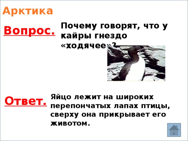 Арктика Почему говорят, что у кайры гнездо «ходячее»? Вопрос. Яйцо лежит на широких перепончатых лапах птицы, сверху она прикрывает его животом. Ответ. 
