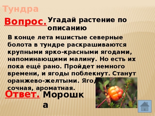 Тундра Угадай растение по описанию Вопрос. В конце лета мшистые северные болота в тундре раскрашиваются крупными ярко-красными ягодами, напоминающими малину. Но есть их пока ещё рано. Пройдет немного времени, и ягоды поблекнут. Станут оранжево-желтыми. Ягода эта сочная, ароматная. Ответ. Морошка 