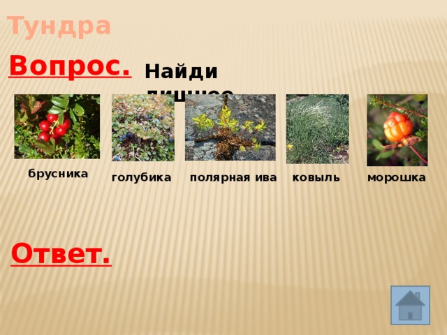 Тундра Вопрос. Найди лишнее брусника морошка  голубика  ковыль полярная ива Ответ. 