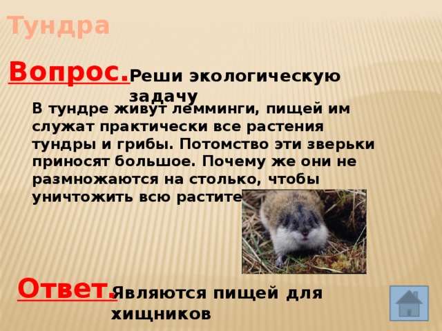 Тундра Вопрос. Реши экологическую задачу В тундре живут лемминги, пищей им служат практически все растения тундры и грибы. Потомство эти зверьки приносят большое. Почему же они не размножаются на столько, чтобы уничтожить всю растительность? Ответ. Являются пищей для хищников 