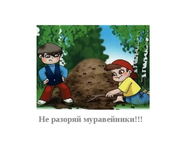 Не разоряй муравейники!!! 