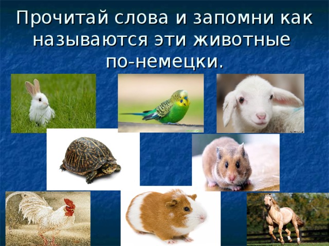  Прочитай слова и запомни как называются эти животные  по-немецки.   