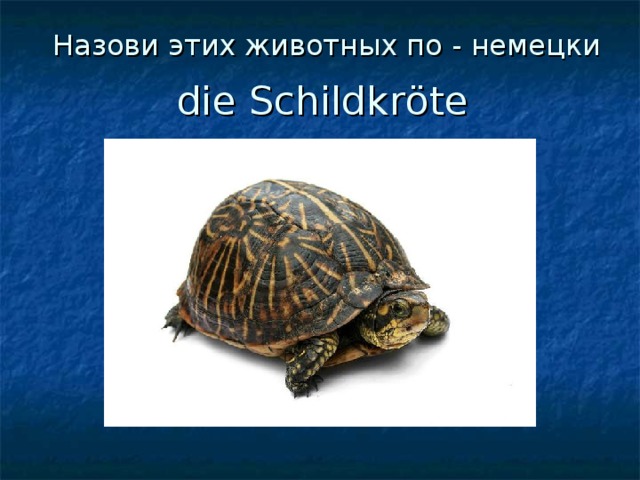 Назови этих животных по - немецки die Schildkr ö te 