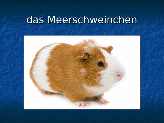das Meerschweinchen 