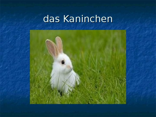 das Kaninchen 