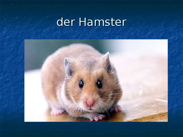 der Hamster 