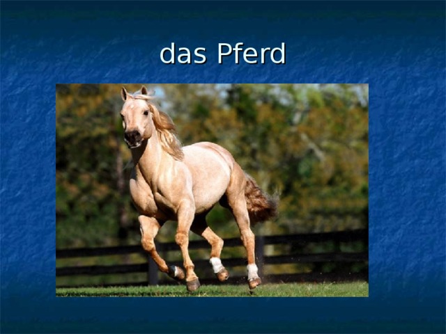 das Pferd 