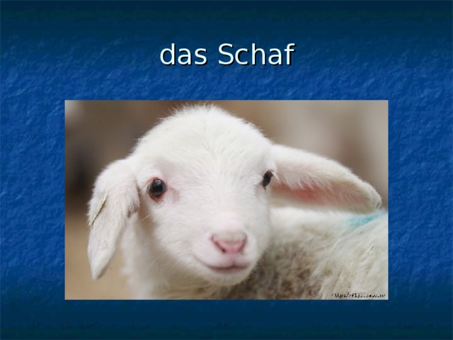 das Schaf 