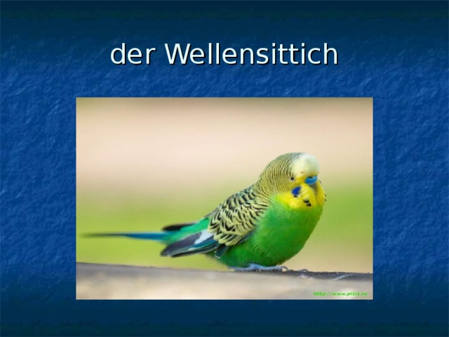 der Wellensittich 