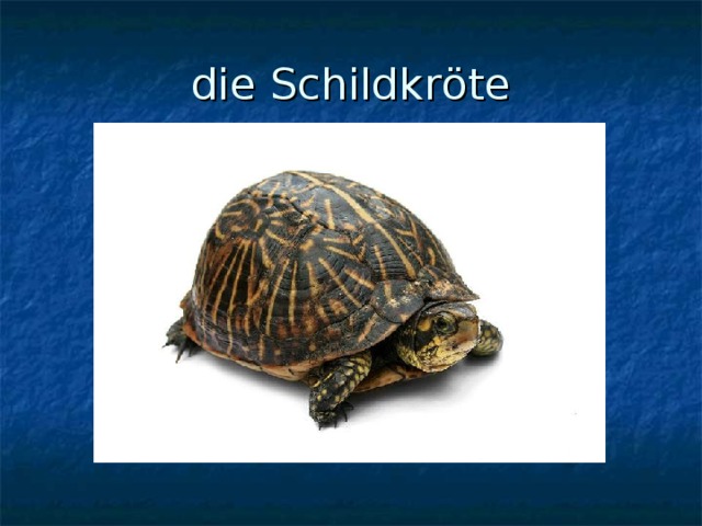 die Schildkr ö te 