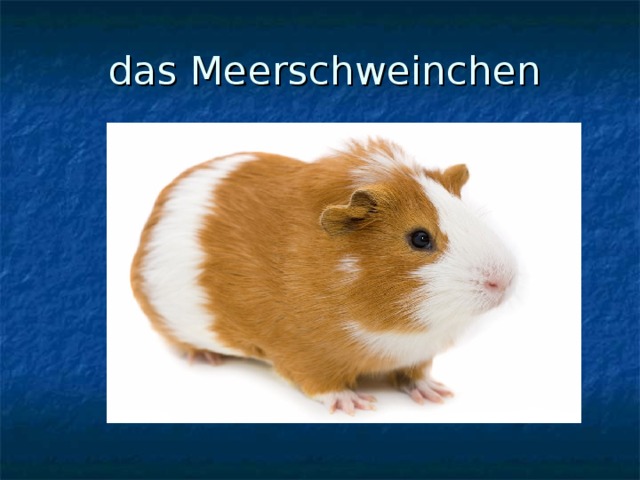 das Meerschweinchen 