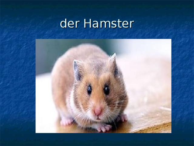 der Hamster 