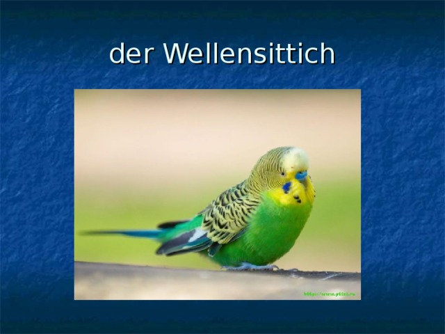 der Wellensittich 