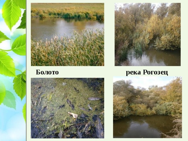 Болото река Рогозец  