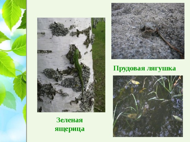 Прудовая лягушка Зеленая ящерица  
