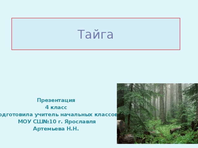 Тайга Презентация 4 класс Подготовила учитель начальных классов  МОУ СШ№10 г. Ярославля Артемьева Н.Н. 