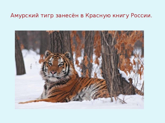 Амурский тигр занесён в Красную книгу России.  