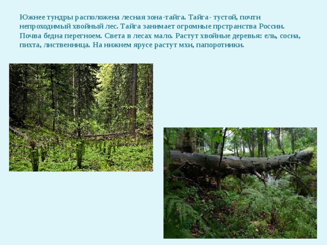 Южнее тундры расположена лесная зона-тайга. Тайга- тустой, почти непроходимый хвойный лес. Тайга занимает огромные прстранства России. Почва бедна перегноем. Света в лесах мало. Растут хвойные деревья: ель, сосна, пихта, лиственница. На нижнем ярусе растут мхи, папоротники. 