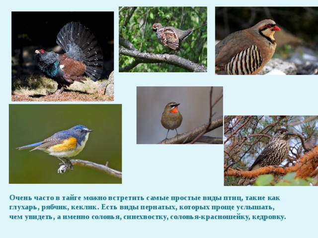 Очень часто в тайге можно встретить самые простые виды птиц, такие как глухарь, рябчик, кеклик. Есть виды пернатых, которых проще услышать, чем увидеть, а именно соловья, синехвостку, соловья-красношейку, кедровку. 