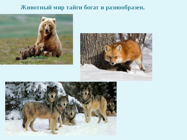 Животный мир тайги богат и разнообразен. 