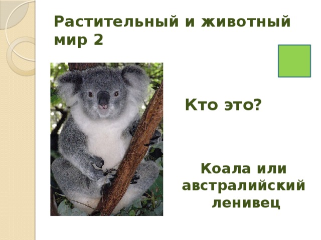 Растительный и животный мир 2 Кто это? Коала или австралийский ленивец 