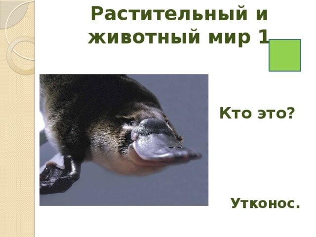 Растительный и животный мир 1   Кто это? Утконос. 
