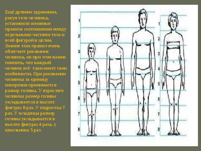 Ещё древние художники, рисуя тело человека, установили основные правила соотношения между отдельными частями тела и всей фигурой в целом. Знание этих правил очень облегчает рисование человека, но при этом важно помнить, что каждый человек всё- таки имеет свои особенности. При рисовании человека за единицу измерения принимается размер головы. У взрослого человека размер головы укладывается в высоте фигуры 8 раз. У подростка 7 раз. У младенца размер головы ук­ладывается в высоте фигуры 4 раза, у школьника 5 раз .  