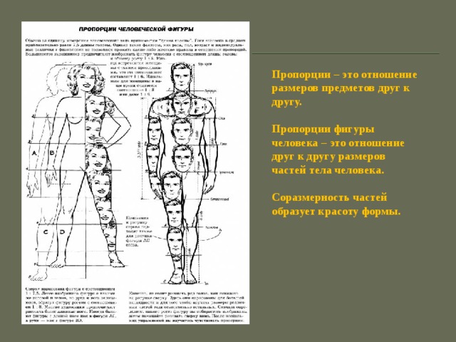 Пропорции – это отношение размеров предметов друг к другу.  Пропорции фигуры человека – это отношение друг к другу размеров частей тела человека.  Соразмерность частей образует красоту формы.   