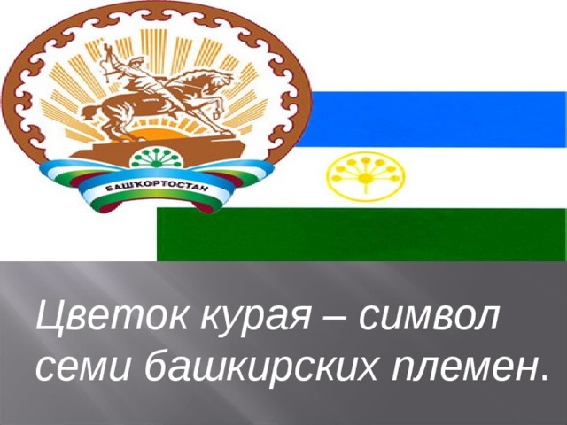 Цветок курая – символ семи башкирских племен . 