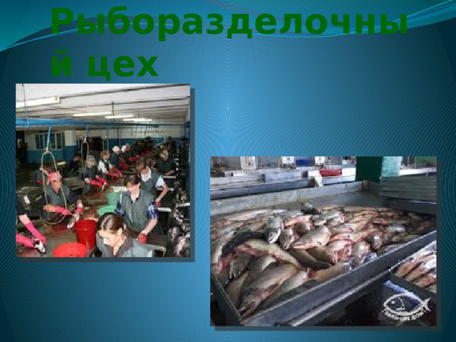 Икорный цех 