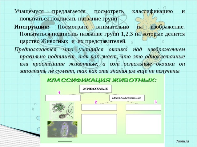 Учащемуся предлагается посмотреть классификацию и попытаться подписать название групп Инструкция: Посмотрите внимательно на изображение. Попытаться подписать название групп 1,2,3 на которые делится царство Животных и их представителей. Предполагается, что учащийся окошко над изображением правильно подпишет, так как знает, что это одноклеточные или простейшие животные, а вот остальные окошки он заполнить не сумеет, так как эти знания им еще не получены 