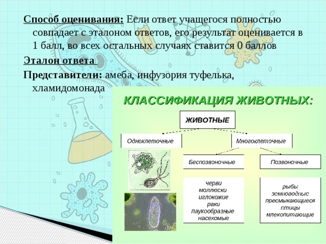 Способ оценивания:  Если ответ учащегося полностью совпадает с эталоном ответов, его результат оценивается в 1 балл, во всех остальных случаях ставится 0 баллов Эталон ответа Представители: амеба, инфузория туфелька, хламидомонада   