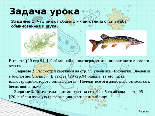 Задача урока Задание 1 . Что имеют общего и чем отличаются амёба обыкновенная и щука? В тексте §20 стр.94 1-й абзац найди подтверждение – опровержение своего ответа.  Задание 2. Рассмотри картинки на стр. 95 учебника «Биология. Введение в биологию. 5 класс». В тексте §20 стр.94 найди ту его часть, иллюстраций которого они являются. Почему все эти животные относятся к беспозвоночным?  Задание 3. Внимательно читая текст на стр. 94 с 5-го абзаца – стр.95 §20, выбери нужную информацию и заполни таблицу 