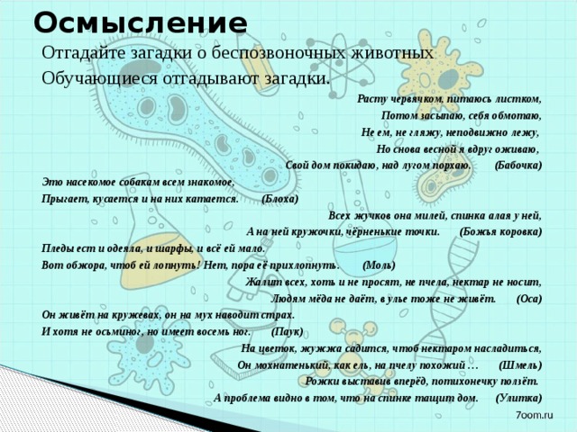 Осмысление Отгадайте загадки о беспозвоночных животных Обучающиеся отгадывают загадки. Расту червячком, питаюсь листком, Потом засыпаю, себя обмотаю, Не ем, не гляжу, неподвижно лежу, Но снова весной я вдруг оживаю, Свой дом покидаю, над лугом порхаю. (Бабочка) Это насекомое собакам всем знакомое, Прыгает, кусается и на них катается. (Блоха) Всех жучков она милей, спинка алая у ней, А на ней кружочки, чёрненькие точки. (Божья коровка) Пледы ест и одеяла, и шарфы, и всё ей мало. Вот обжора, чтоб ей лопнуть! Нет, пора её прихлопнуть. (Моль) Жалит всех, хоть и не просят, не пчела, нектар не носит, Людям мёда не даёт, в улье тоже не живёт. (Оса) Он живёт на кружевах, он на мух наводит страх. И хотя не осьминог, но имеет восемь ног. (Паук) На цветок, жужжа садится, чтоб нектаром насладиться, Он мохнатенький, как ель, на пчелу похожий … (Шмель) Рожки выставив вперёд, потихонечку ползёт. А проблема видно в том, что на спинке тащит дом. (Улитка) 