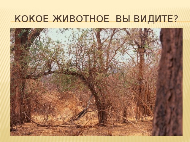 Кокое животное вы видите? 