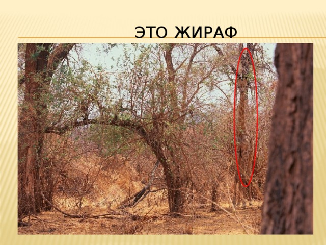  это жираф 