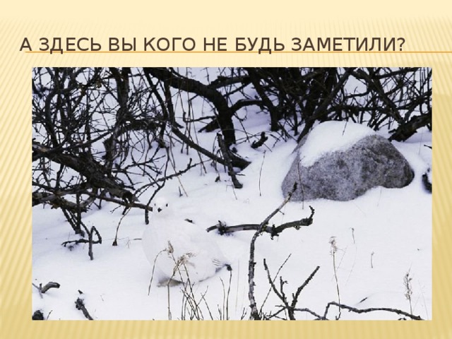 А здесь вы кого не будь заметили? 