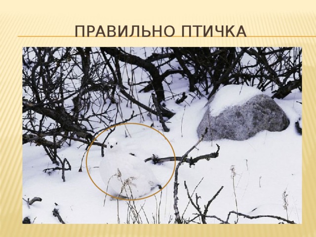 Правильно птичка 
