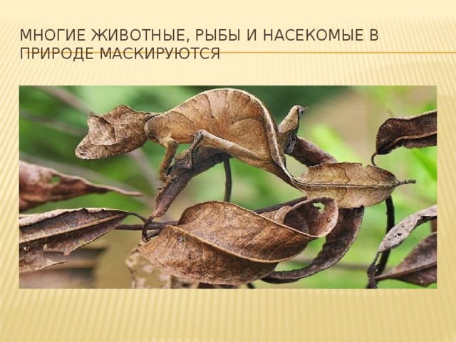 Многие животные, рыбы и насекомые в природе маскируются 