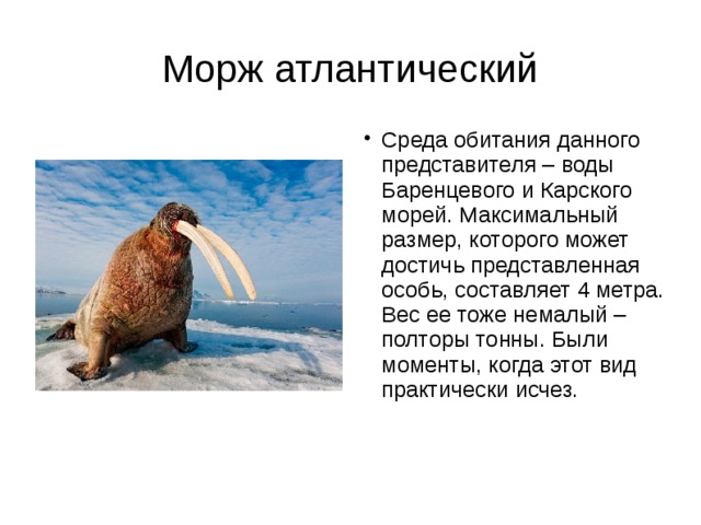 Морж атлантический Среда обитания данного представителя – воды Баренцевого и Карского морей. Максимальный размер, которого может достичь представленная особь, составляет 4 метра. Вес ее тоже немалый – полторы тонны. Были моменты, когда этот вид практически исчез. 